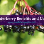 elderberry benefits uses